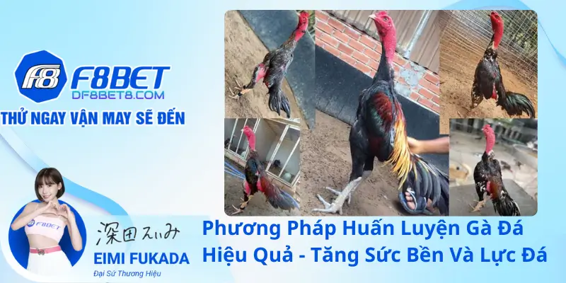 Phương Pháp Huấn Luyện Gà Đá Hiệu Quả – Tăng Sức Bền Và Lực Đá